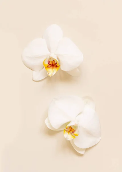White Phalaenopsis Orchids Light Beige Top View Romantic Tropical Flowers Image En Vente