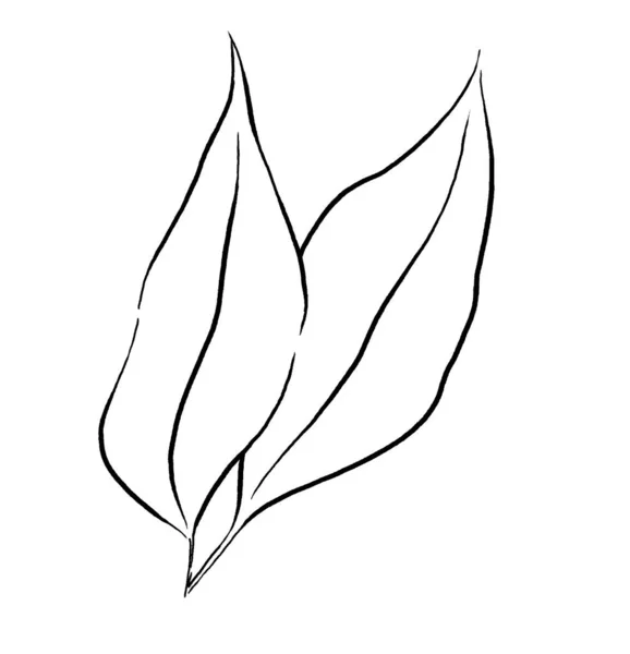 Black Outlines Botanical Leaves Illustration Isolated Elegant Monochrome Sketch Element — 스톡 사진