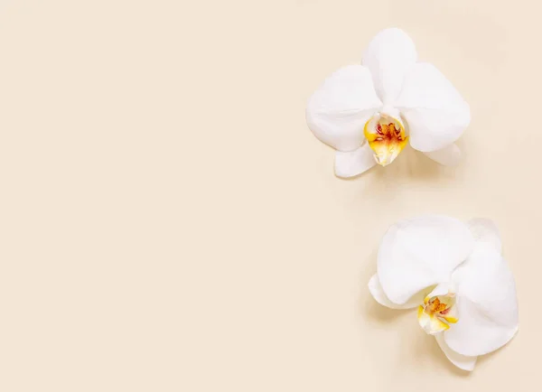 White Phalaenopsis Orchids Light Beige Top View Romantic Tropical Flowers Fotos de stock libres de derechos