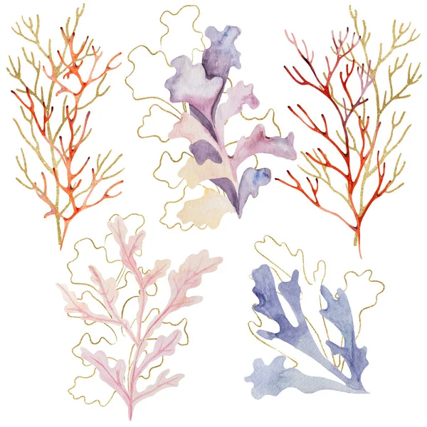 Watercolor Golden Seaweeds Corals Isolated Underwater Illustration Greeting Cards Summer —  Fotos de Stock