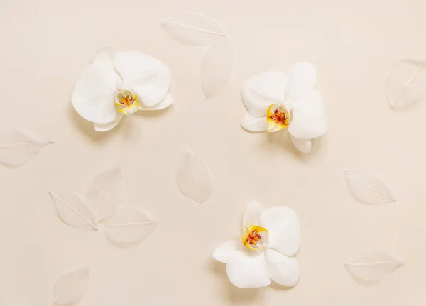 White Phalaenopsis Orchids Light Beige Top View Romantic Tropical Flowers Imagen de archivo
