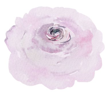 Watercolor light pink rose flower, isolated illustration for wedding design. Hand painted floral Element for romantic and summer stationery, greetings cards, crafting and printing