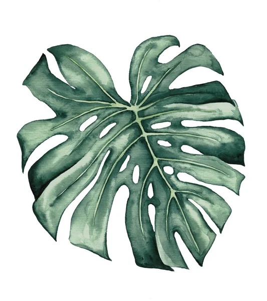 Watercolor Teal Green Monstera Leaf Isolated Element Boho Tropical Wedding — Stok fotoğraf