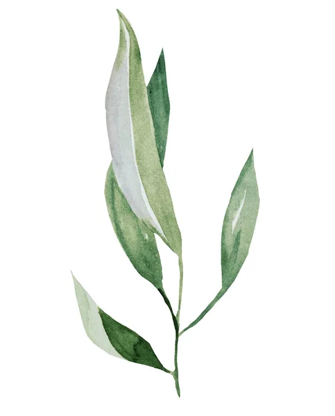 Zelená Akvarel Větvička Listy Ilustrace Zahradní Izolovaný Prvek Pro Letní — Stock fotografie
