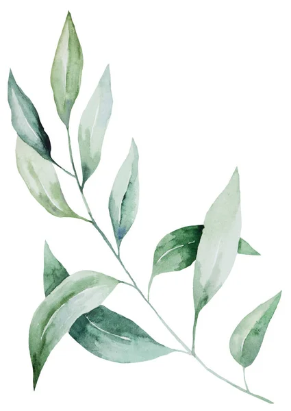 Grön Akvarell Kvist Med Blad Illustration Trädgård Isolerad Element För — Stockfoto