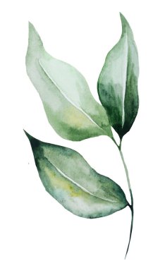 Yapraklı yeşil suluboya dal. Bahçe yaz düğünü ve parti tasarımı için izole edilmiş Element, tebrik kartları ve el işi