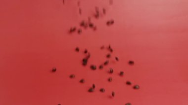 Kavrulmuş kahve çekirdekleri pembeye dökülüyor.