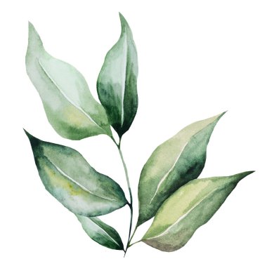 Yapraklı yeşil suluboya dal. Bahçe yaz düğünü ve parti tasarımı için izole edilmiş Element, tebrik kartları ve el işi