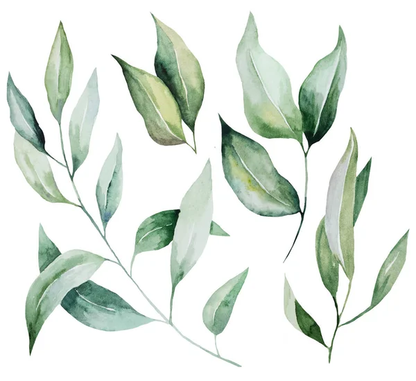 나뭇잎 삽화가 물푸레나무가지 결혼식 디자인 인사와 설화를 — 스톡 사진