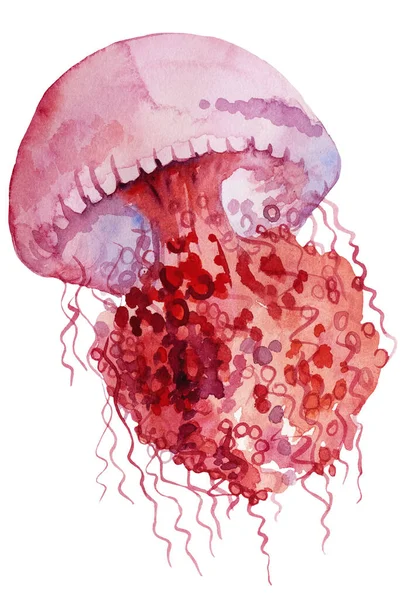 Czerwona Meduza Akwarelowa Izolowany Element Podwodne Ilustracja Kartek Okolicznościowych Zaproszenia — Zdjęcie stockowe