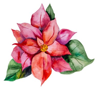 Noel suluboya kırmızı Poinsettia çiçeği izole edilmiş. Bayram tebrik kartları, kış davetiyeleri, posterler ve kırtasiyeler için Beytüllahim 'in renkli yıldızı