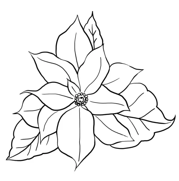 Noël Contour Noir Poinsettia Fleur Illustration Isolée Élément Pour Cartes — Photo