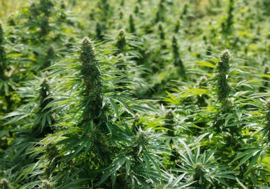 Tomurcuklar ve yeşil yapraklarla olgunlaşmış marihuana. CBD 'li organik kenevir Sativa Kadın Bitkileri. Yasal marihuana çiftliği, sağlık ve ilaç kullanımları için yüksek kaliteli tıbbi esrar sunmaktadır.