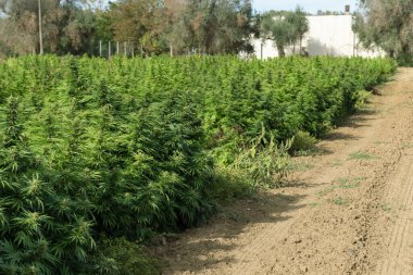 Tomurcuklar ve yeşil yapraklarla olgunlaşmış marihuana. CBD 'li organik kenevir Sativa Kadın Bitkileri. Yasal marihuana çiftliği, sağlık ve ilaç kullanımları için yüksek kaliteli tıbbi esrar sunmaktadır.