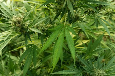 Tomurcuklar ve yeşil yapraklarla olgunlaşmış marihuana. CBD 'li organik kenevir Sativa Kadın Bitkileri. Yasal marihuana çiftliği, sağlık ve ilaç kullanımları için yüksek kaliteli tıbbi esrar sunmaktadır.