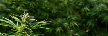 Tomurcuklar ve yeşil yapraklarla olgunlaşmış marihuana. CBD 'li organik kenevir Sativa Kadın Bitkileri. Yasal marihuana çiftliği, sağlık ve ilaç kullanımları için yüksek kaliteli tıbbi esrar sunmaktadır.