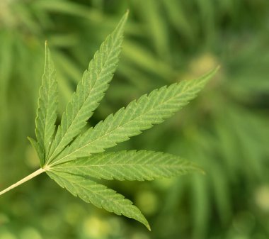 Yeşil marihuana yaprağı. CBD 'li organik kenevir Sativa Kadın Bitkileri. Yasal marihuana çiftliği, sağlık ve ilaç kullanımları için yüksek kaliteli tıbbi esrar sunmaktadır.