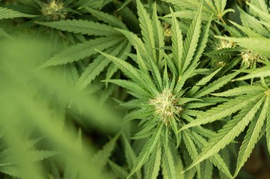 Tomurcuklar ve yeşil yapraklarla olgunlaşmış marihuana. CBD 'li organik kenevir Sativa Kadın Bitkileri. Yasal marihuana çiftliği, sağlık ve ilaç kullanımları için yüksek kaliteli tıbbi esrar sunmaktadır.