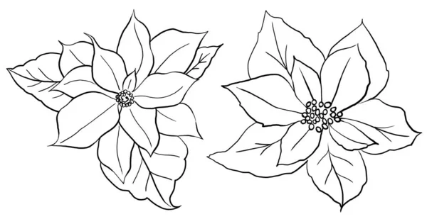 Boże Narodzenie Czarny Zarys Poinsettia Kwiaty Odizolowane Ilustracja Element Zimowe — Zdjęcie stockowe