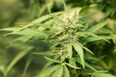 Tomurcuklar ve yeşil yapraklarla olgunlaşmış marihuana. CBD 'li organik kenevir Sativa Kadın Bitkileri. Yasal marihuana çiftliği, sağlık ve ilaç kullanımları için yüksek kaliteli tıbbi esrar sunmaktadır.