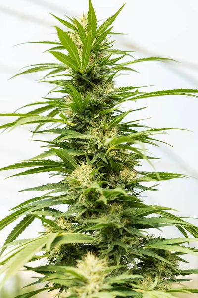 Blooming Ripe Marijuana Buds Green Leaves Organic Cannabis Sativa Female — Stock Photo, Image