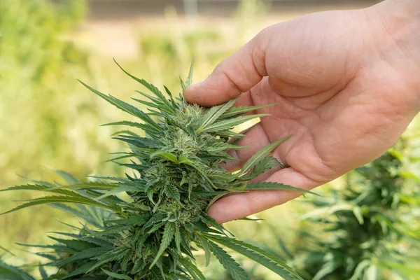 Farmer with hand controlling quality of blooming Marijuana. Organic Cannabis Sativa Female Plants with CBD. Legal plantation with high quality medicinal cannabis for healthcare and medicine uses