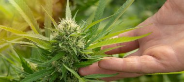 Marihuanayı elle kontrol eden bir çiftçi. CBD 'li organik kenevir Sativa Kadın Bitkileri. Sağlık ve ilaç kullanımları için yüksek kaliteli tıbbi esrar içeren yasal tarım