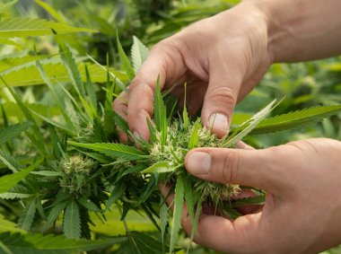 Marihuanayı elle kontrol eden bir çiftçi. CBD 'li organik kenevir Sativa Kadın Bitkileri. Sağlık ve ilaç kullanımları için yüksek kaliteli tıbbi esrar içeren yasal tarım