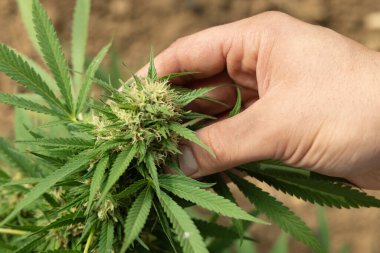 Marihuanayı elle kontrol eden bir çiftçi. CBD 'li organik kenevir Sativa Kadın Bitkileri. Sağlık ve ilaç kullanımları için yüksek kaliteli tıbbi esrar içeren yasal tarım