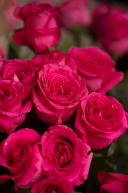 pek çok kırmızı gül