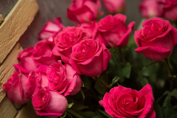 Many red roses — Stock Photo, Image