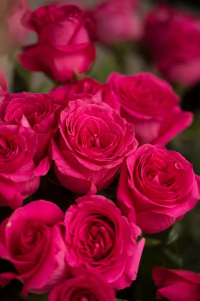 Many red roses — Stock Photo, Image