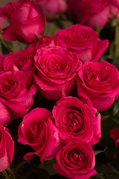 Many red roses — Stock Photo, Image