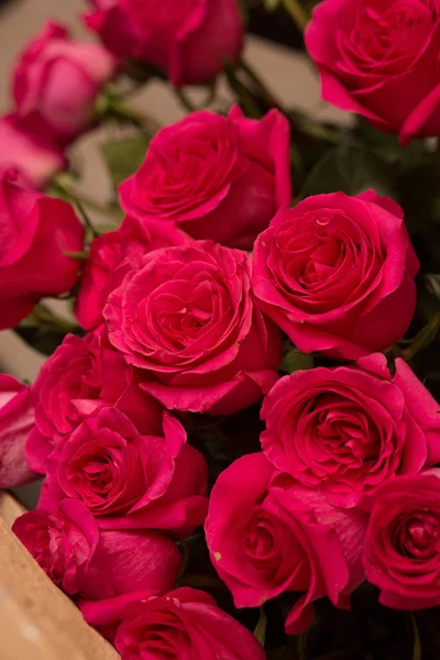 Viele rote Rosen — Stockfoto