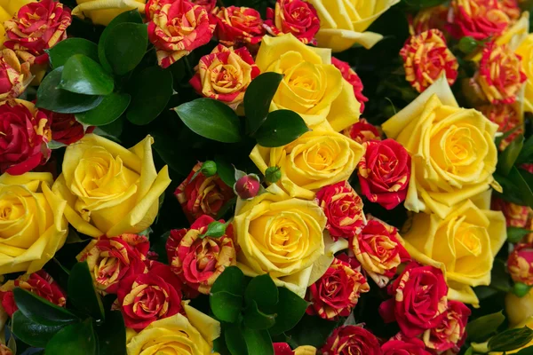 Close-up de rosas coloridas variadas — Fotografia de Stock