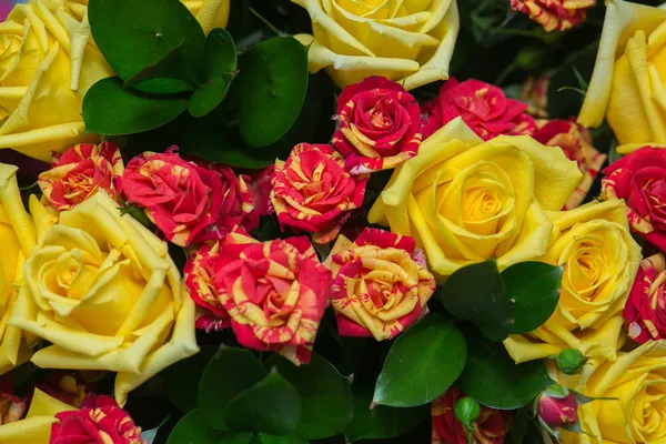 Close-up of colorful assorted roses — Stock Photo, Image
