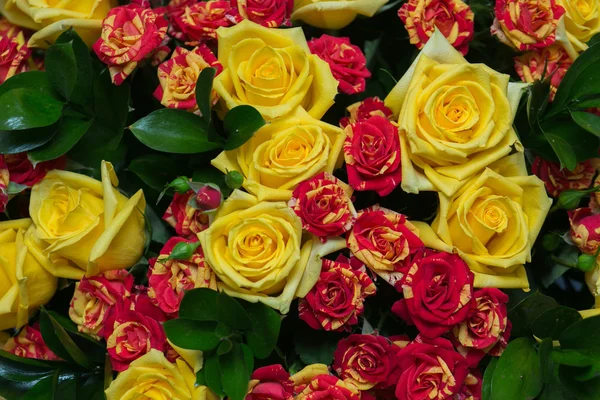 Close-up de rosas coloridas variadas — Fotografia de Stock