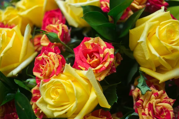 Nahaufnahme von bunt sortierten Rosen — Stockfoto