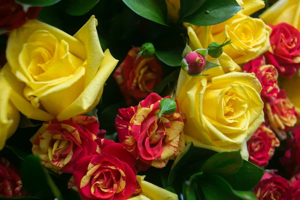 Gros plan de roses colorées assorties — Photo