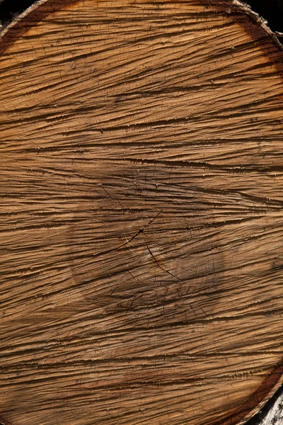 Gros plan texture coupée en bois — Photo