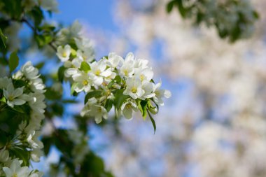 çiçekli elma ağacı