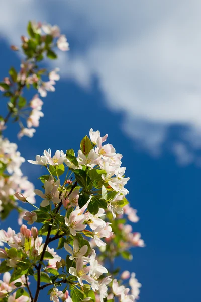 開花のリンゴの木 — ストック写真