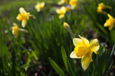 narcissuses mavi gökyüzü.