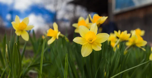 Narcissuses against the blue sky. — Stock Photo, Image