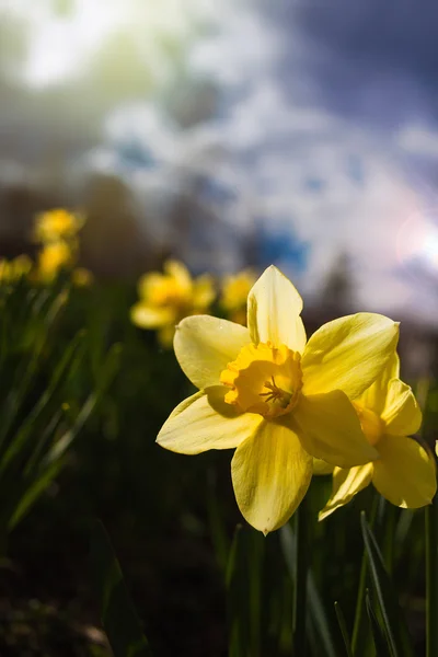 Narcissuses against the blue sky. — Stock Photo, Image