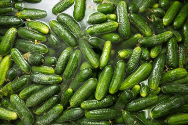 gurtsov koruma. kavanoz içinde taze salatalık