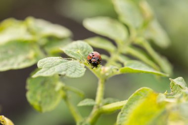 besleme kırmızı colorado böceği larvası