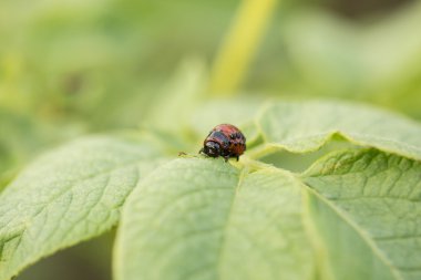 besleme kırmızı colorado böceği larvası