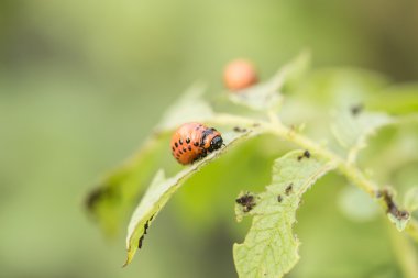 besleme kırmızı colorado böceği larvası