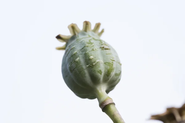 Cosecha de opio de amapola verde —  Fotos de Stock